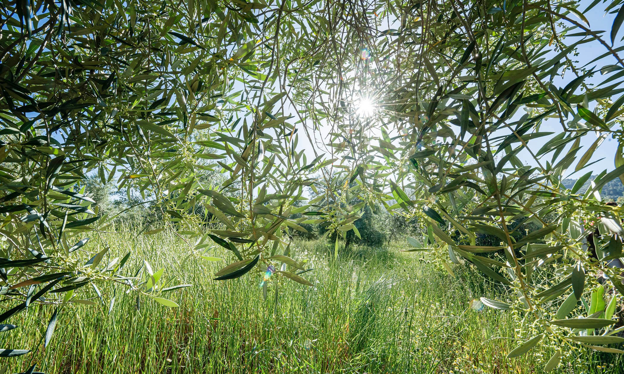 Paisaje de hojas de olivos